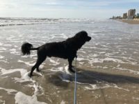 Summer 2017 Vacation in Texas Gulf Coast