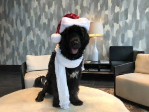 Santa Portuguese Water Dog in E2 Evanston