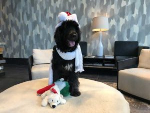 Santa Portuguese Water Dog in E2 Evanston