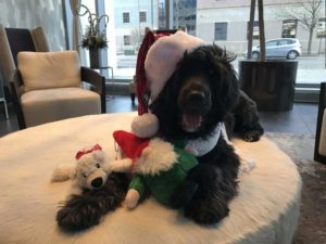 Santa Portuguese Water Dog in E2 Evanston