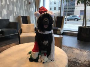 Santa Portuguese Water Dog in E2 Evanston