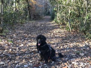 Portuguese Water Dog in Great Smoky Mountains National Park