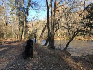 Portuguese Water Dog in Great Smoky Mountains National Park