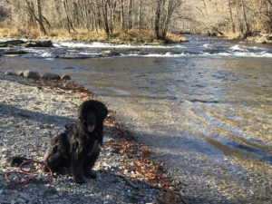 Portuguese Water Dog in Great Smoky Mountains National Park