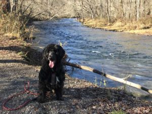 Portuguese Water Dog in Great Smoky Mountains National Park