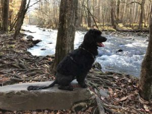 Portuguese Water Dog in Great Smoky Mountains National Park