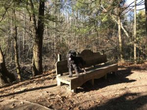 Portuguese Water Dog in Great Smoky Mountains National Park