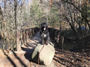 Portuguese Water Dog in Great Smoky Mountains National Park