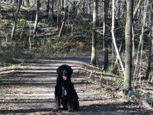 Portuguese Water Dog in Great Smoky Mountains National Park