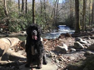 Portuguese Water Dog in Great Smoky Mountains National Park