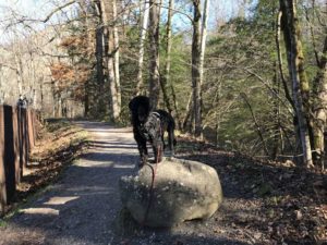 Portuguese Water Dog in Great Smoky Mountains National Park