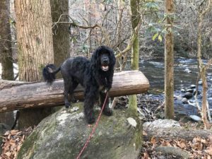 Portuguese Water Dog in Great Smoky Mountains National Park