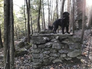 Portuguese Water Dog in Great Smoky Mountains National Park