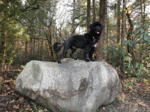 Portuguese Water Dog in Great Smoky Mountains National Park