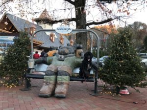 Portuguese Water Dog in Great Smoky Mountains National Park