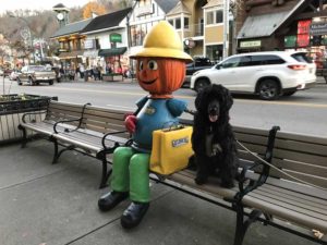 Portuguese Water Dog in Great Smoky Mountains National Park