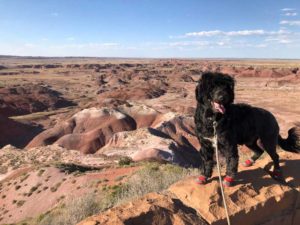 Petrified Forest National Park Arizona