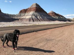 Petrified Forest National Park Arizona