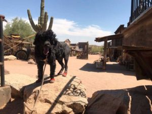 Goldfield Ghost Town Arizona