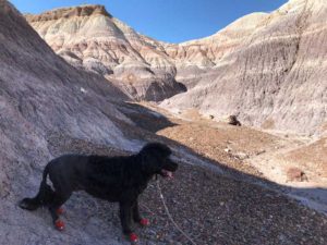 Petrified Forest National Park Arizona