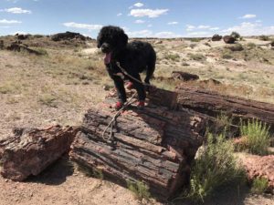 Petrified Forest National Park Arizona