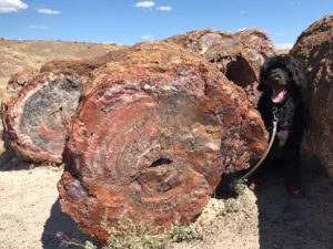 Petrified Forest National Park Arizona