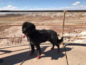 Petrified Forest National Park Arizona