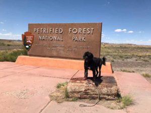 Petrified Forest National Park Arizona