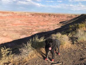 Petrified Forest National Park Arizona