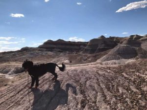 Petrified Forest National Park Arizona