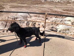 Petrified Forest National Park Arizona