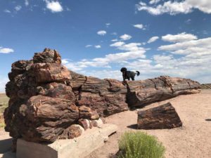 Petrified Forest National Park Arizona